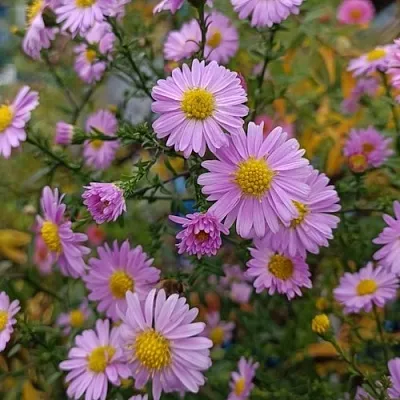 Астра СТРОУБЕРРИ ЭНД КРИМ новобельгийская  Астра СТРОУБЕРРИ ЭНД КРИМ новобельгийская в Астрахани