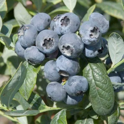 Голубика БРИГИТТА — описание сорта Голубика БРИГИТТА в Астрахани