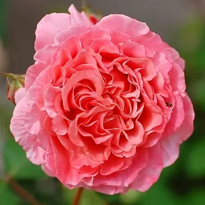 Саженцы роз ЛОРАН КАБРОЛЬ шраб  Саженцы роз ЛОРАН КАБРОЛЬ шраб в Астрахани