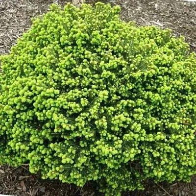 Ель ЛИТЛ ДЖЕМ обыкновенная  Ель ЛИТЛ ДЖЕМ обыкновенная в Астрахани