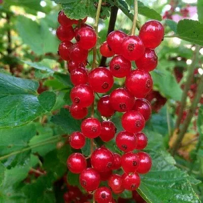 Смородина красная КОНСТАНТИНОВСКАЯ  Смородина красная КОНСТАНТИНОВСКАЯ в Астрахани