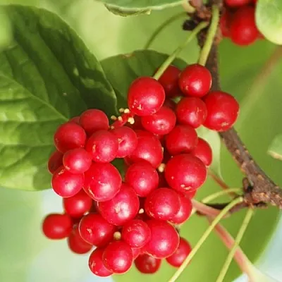 Лимонник ДЕДОВСКИЙ  Лимонник ДЕДОВСКИЙ в Астрахани