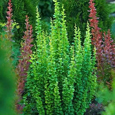 Барбарис ЭРЕКТА тунберга в Астрахани