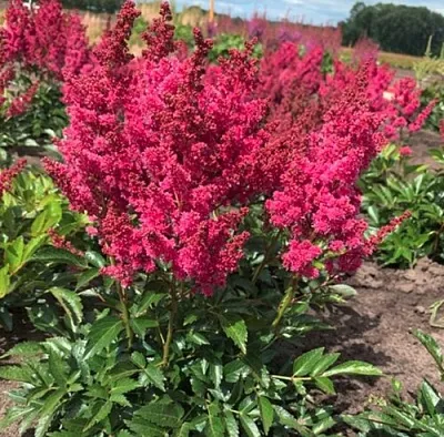 Астильба ЛАКИ ДЕЙ Арендса  Астильба ЛАКИ ДЕЙ Арендса в Астрахани