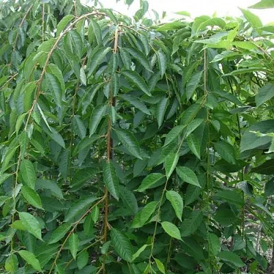 Черешня ПЕНДУЛА декоративная  Черешня ПЕНДУЛА декоративная в Астрахани