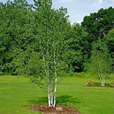 Береза бумажная  Береза бумажная в Астрахани