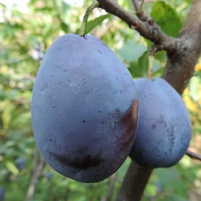 Слива АМЕРС  Слива АМЕРС в Астрахани