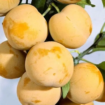 Слива РЕНКЛОД ранний в Астрахани