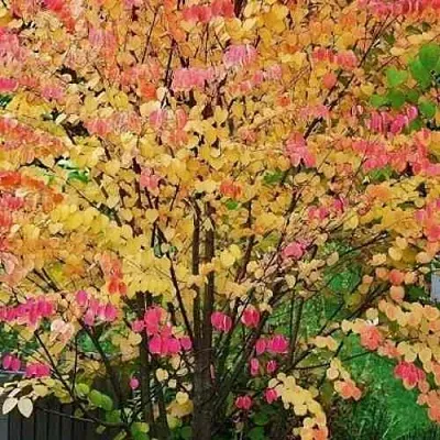 БАГРЯННИК японский  БАГРЯННИК японский в Астрахани