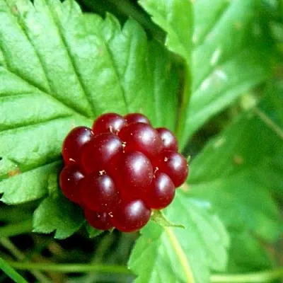 Княженика ЭЛПЕ  Княженика ЭЛПЕ в Астрахани