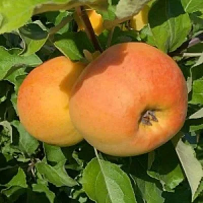 Яблоня АНТОНОВКА ЗОЛОТАЯ  Яблоня АНТОНОВКА ЗОЛОТАЯ в Астрахани