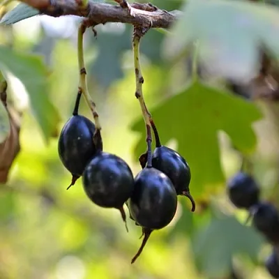 Смородина золотистая ДУСТЛИК в Астрахани