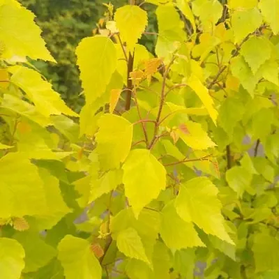 Берёза ГОЛДЕН ОБЕЛИСК повислая   Берёза ГОЛДЕН ОБЕЛИСК повислая  в Астрахани