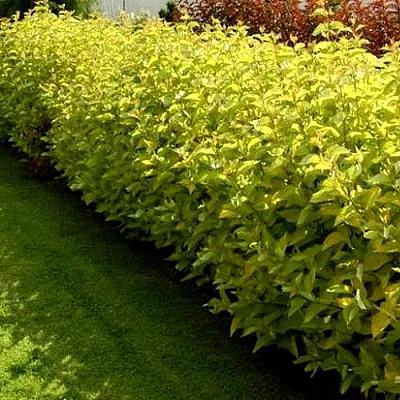 Комплект ДАРТС ГОЛД в Астрахани