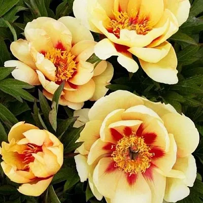 Пион БОРДЕР ЧАРМ ито-гибрид  Пион БОРДЕР ЧАРМ ито-гибрид в Астрахани