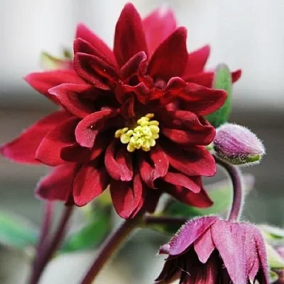 Аквилегия РУБИ ПОРТ обыкновенная  Аквилегия РУБИ ПОРТ обыкновенная в Астрахани