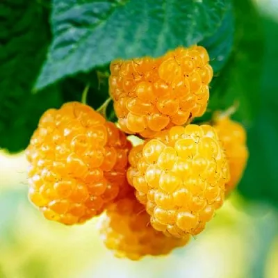 Малина МЕДОВАЯ в Астрахани