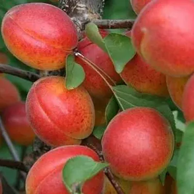 Абрикос НЬЮ-ДЖЕРСИ в Астрахани