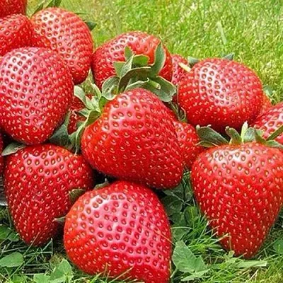 Клубника ЭЛИАНЕ в Астрахани