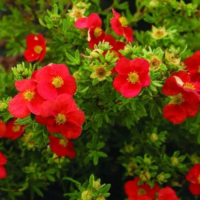 Лапчатка РЕД АЙС кустарниковая  Лапчатка РЕД АЙС кустарниковая в Астрахани