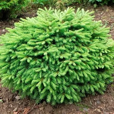 Ель НИДИФОРМИС обыкновенная  Ель НИДИФОРМИС обыкновенная в Астрахани