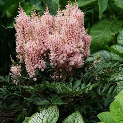 Астильба ЛУК ЭТ МИ японская  Астильба ЛУК ЭТ МИ японская в Астрахани