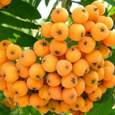 Рябина НЕВЕЖИНСКАЯ ЖЕЛТАЯ сладкоплодная — описание сорта Рябина НЕВЕЖИНСКАЯ ЖЕЛТАЯ сладкоплодная в Астрахани