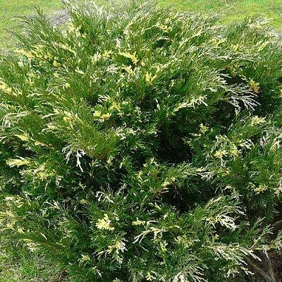 Можжевельник АНДОРА ВАРИЕГАТА горизонтальный  Можжевельник АНДОРА ВАРИЕГАТА горизонтальный в Астрахани