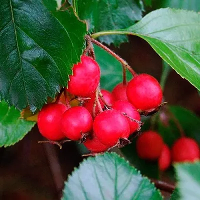 Боярышник ЛЮДМИЛ  Боярышник ЛЮДМИЛ в Астрахани