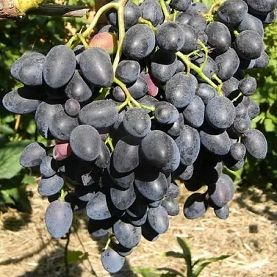 Виноград НАДЕЖДА АЗОС в Астрахани