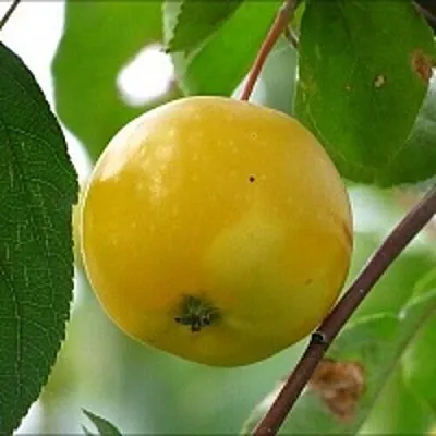 Яблоня КИТАЙКА ЖЁЛТАЯ колонновидная  Яблоня КИТАЙКА ЖЁЛТАЯ колонновидная в Астрахани