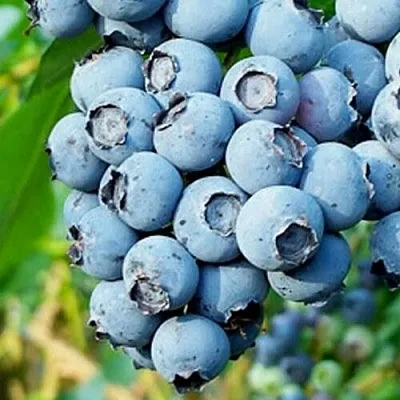 Голубика БРИГИТТА БЛЮ в Астрахани