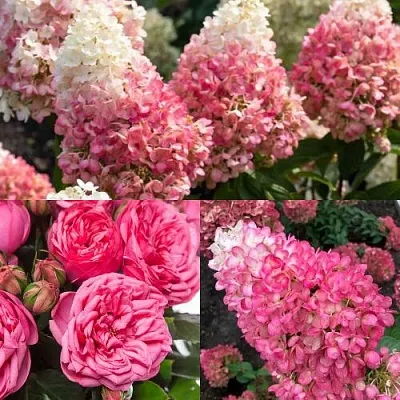 Комплект МАЛИНОВЫЙ ДЕСЕРТ в Астрахани