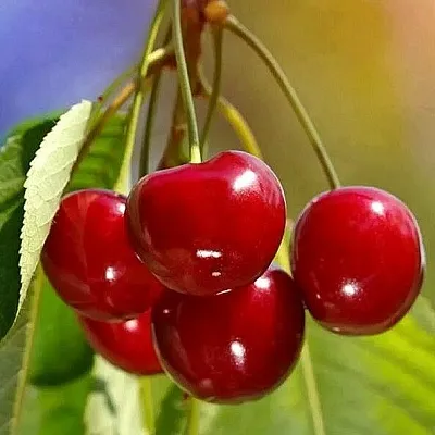 Черешня ТЕРЕМОШКА  Черешня ТЕРЕМОШКА в Астрахани