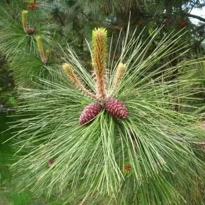 Сосна желтая  — описание сорта Сосна желтая  в Астрахани