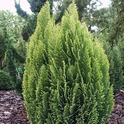 Кипарисовик ЭЛВУДИ ЭМПАЙР лавсана  Кипарисовик ЭЛВУДИ ЭМПАЙР лавсана в Астрахани