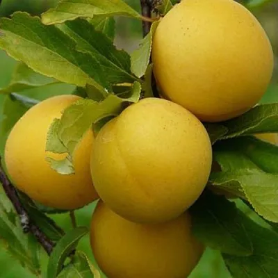 Слива СОЛНЫШКО в Астрахани