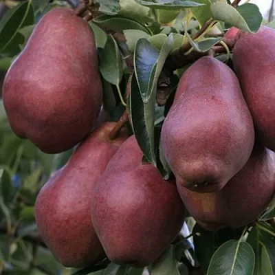 Груша РЕД ВИЛЬЯМС в Астрахани