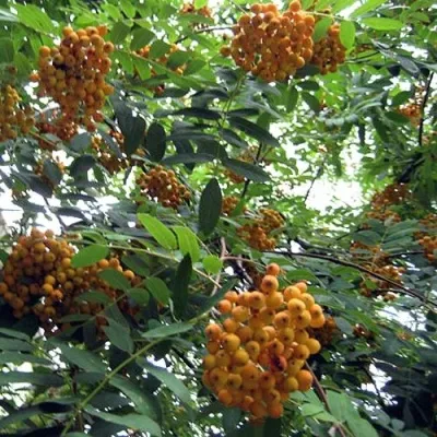 Рябина НЕВЕЖИНСКАЯ ЖЕЛТАЯ сладкоплодная — описание сорта Рябина НЕВЕЖИНСКАЯ ЖЕЛТАЯ сладкоплодная в Астрахани