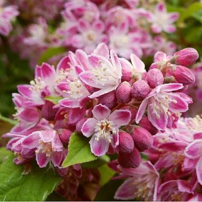 Дейция СТРОБЕРРИ ФИЛДС   Дейция СТРОБЕРРИ ФИЛДС  в Астрахани