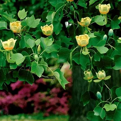 Лириодендрон  в Астрахани