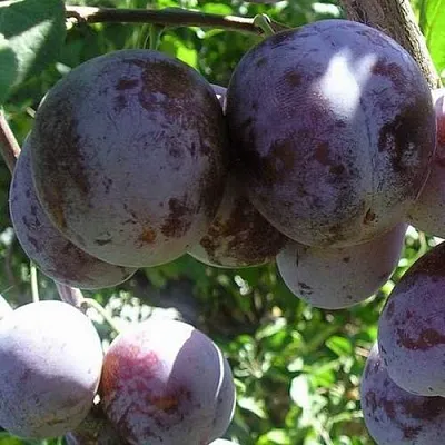 Слива РЕНКЛОД ХАРИТОНОВОЙ  Слива РЕНКЛОД ХАРИТОНОВОЙ в Астрахани