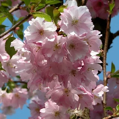 Вишня АККОЛЕЙД цветущая  Вишня АККОЛЕЙД цветущая в Астрахани