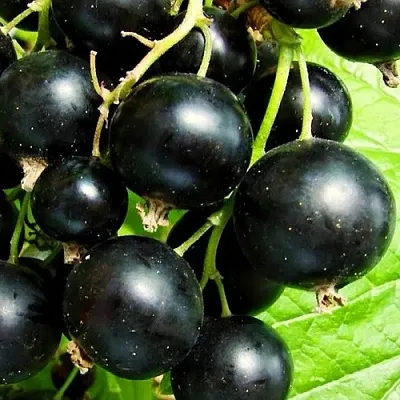 Смородина черная ДАЧНИЦА  Смородина черная ДАЧНИЦА в Астрахани