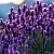Лаванда