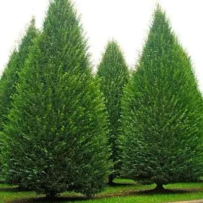 Граб  в Астрахани