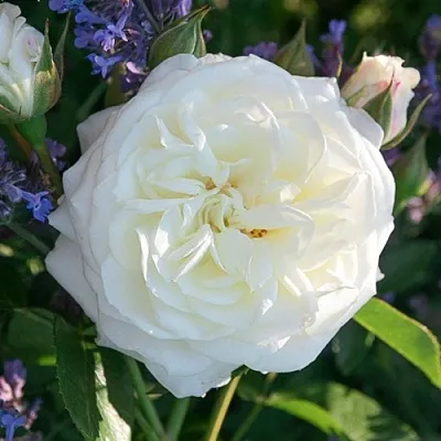 Саженцы роз АЛАБАСТЕР флорибунда  Саженцы роз АЛАБАСТЕР флорибунда в Астрахани