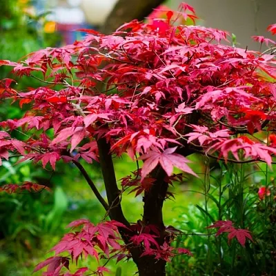 Клен дланевидный АТРОПУРПУРЕУМ в Астрахани