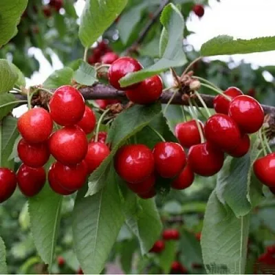 Черешня ДОНЕЦКАЯ КРАСАВИЦА  Черешня ДОНЕЦКАЯ КРАСАВИЦА в Астрахани