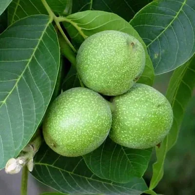 Грецкий орех ЮРИЙ ГАГАРИН  Грецкий орех ЮРИЙ ГАГАРИН в Астрахани